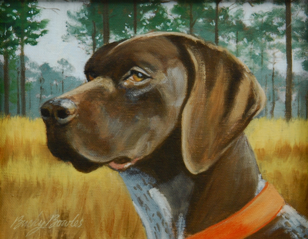 Shorthair Head Study