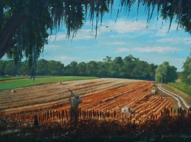 Plantation Dove Hunt